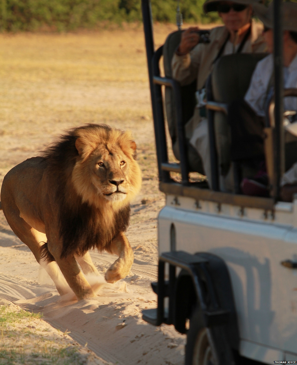 Zimbabwes Iconic Lion Cecil Killed By Hunter Bbc News