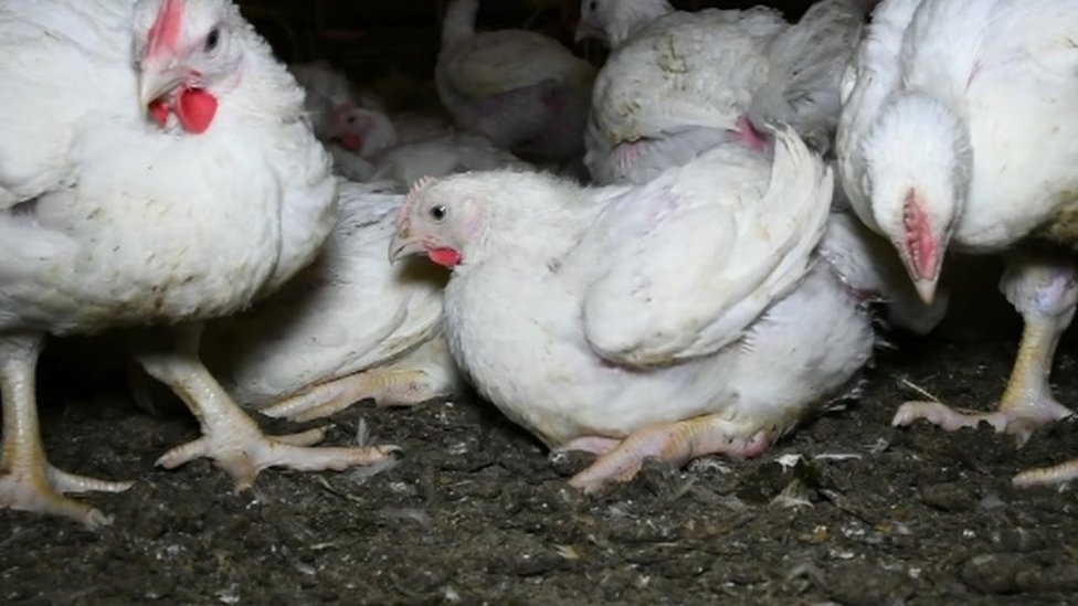 Проблемы благополучия куриной фермы