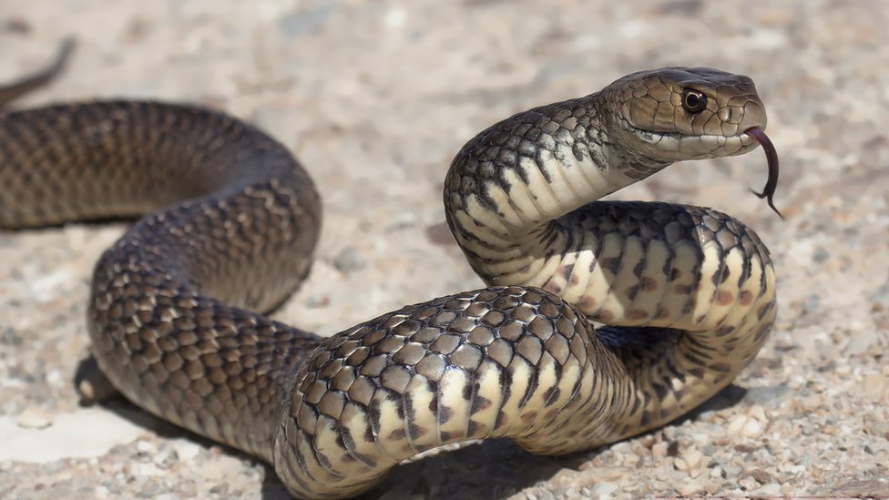 US man found dead surrounded by deadly pythons and cobras - BBC News