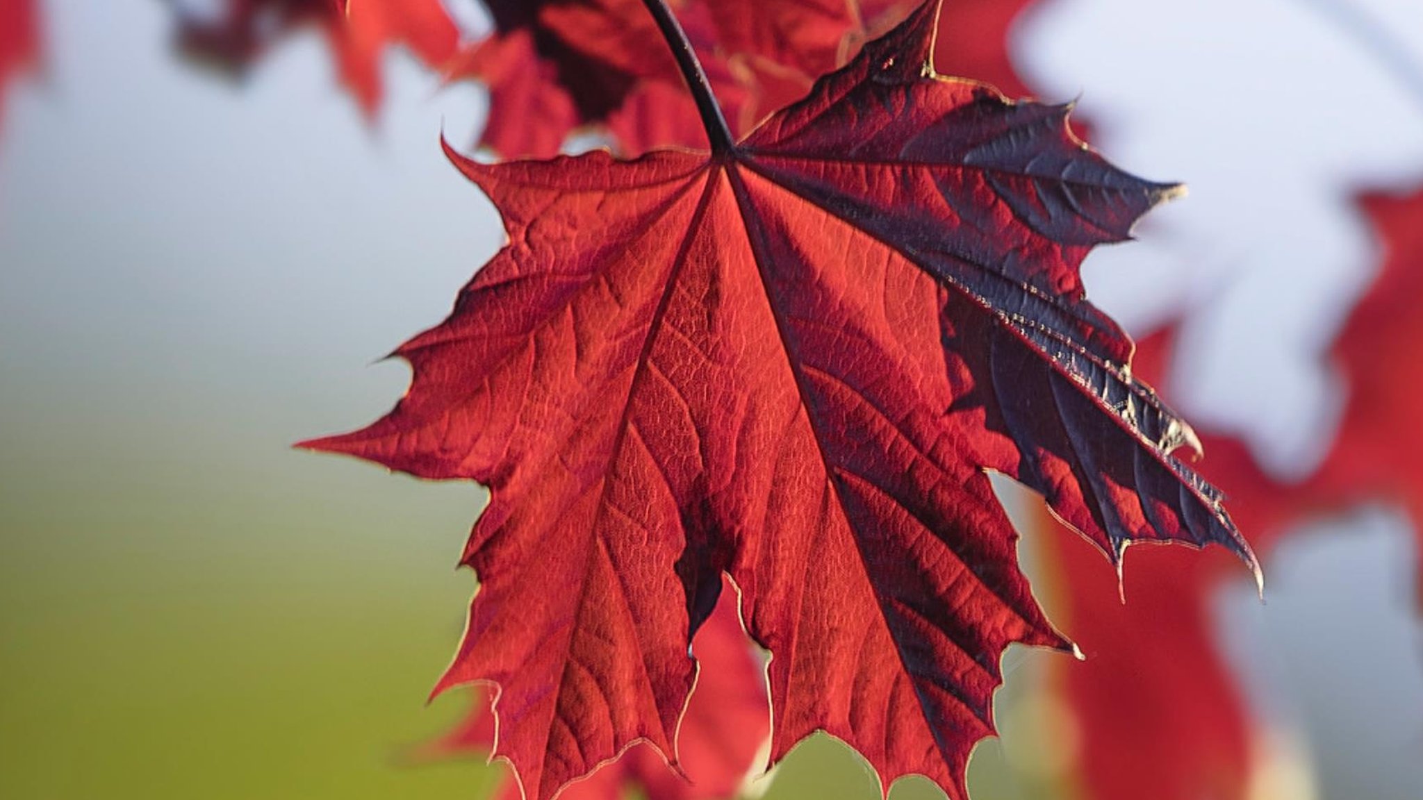 Maple Trees Offer Most Protection From Harmful Uv c News