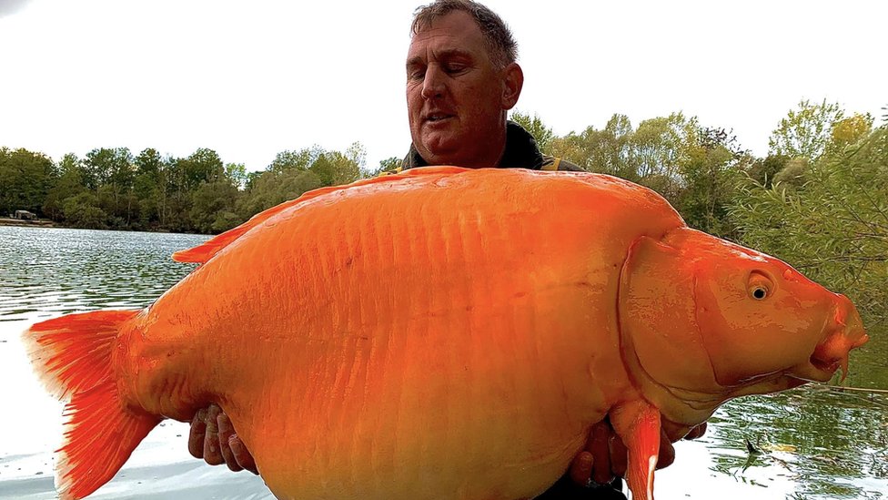 worlds largest fish ever caught on rod and reel