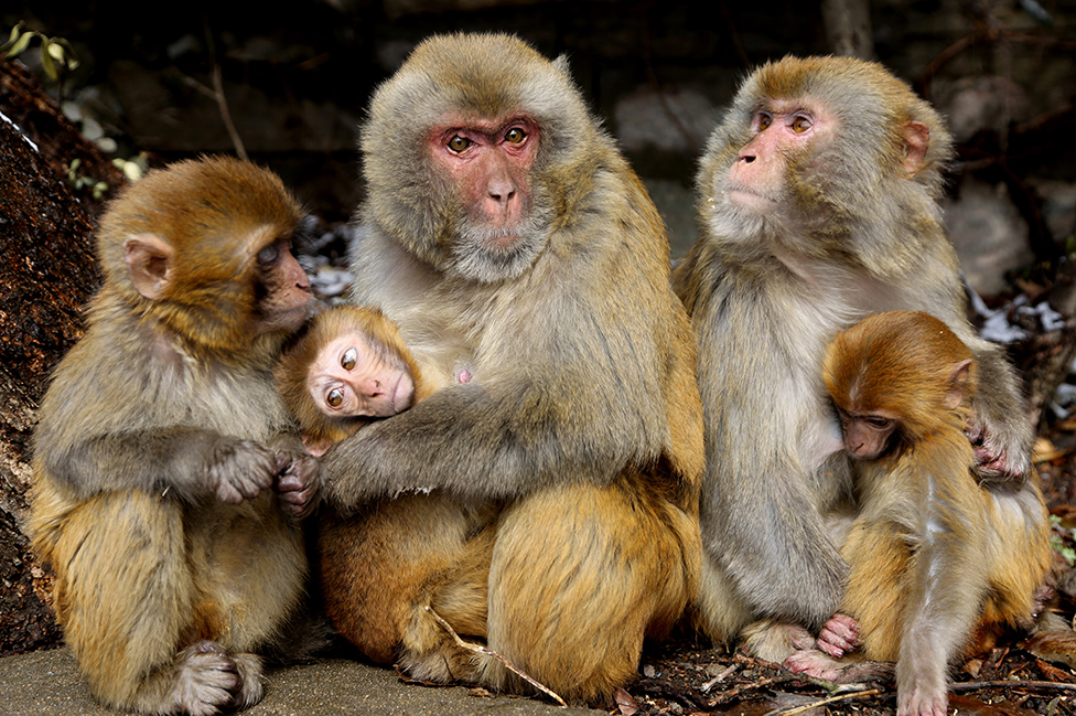 Un grupo de macacos en China
