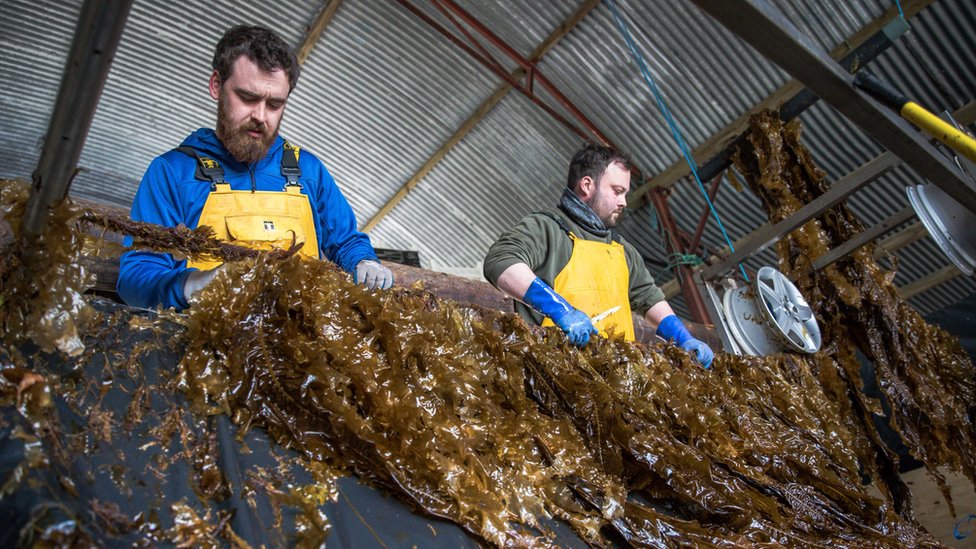海藻公司在愛爾蘭的加工廠