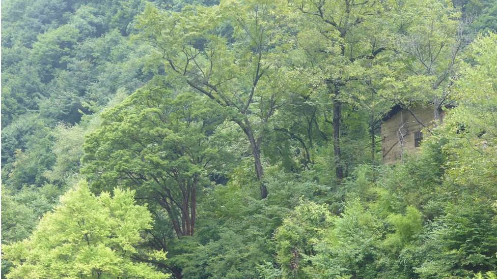 Acer griseum в дикой природе в Китае