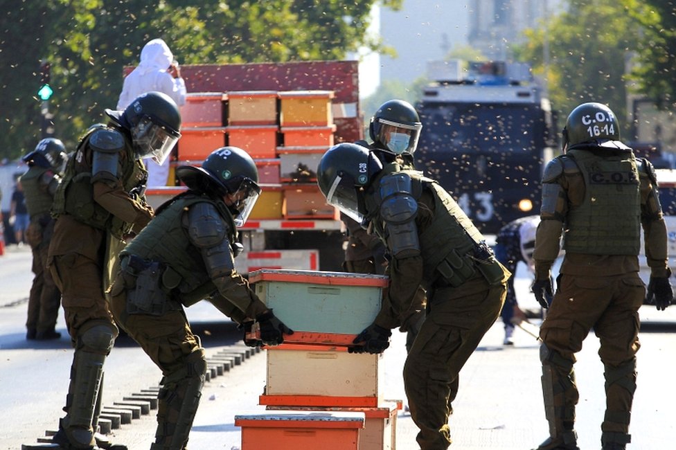 Şili’de arıcılar hükümeti protesto etti, yedi polisi arı soktu