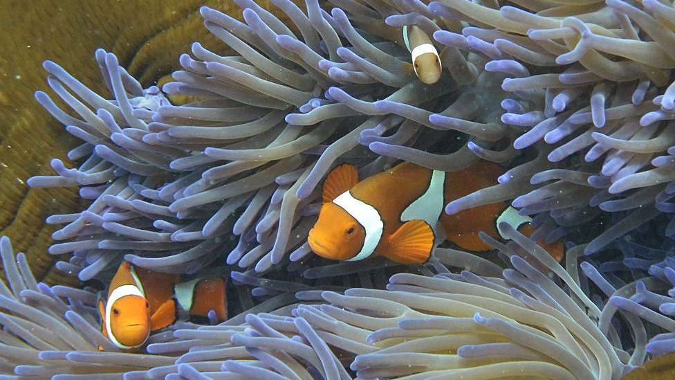 Рыба-клоун плавает среди кораллов на Большом Барьерном рифе