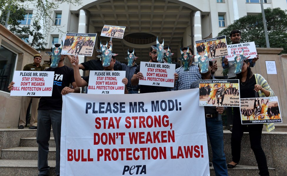 Индийские члены организации «Народ за этичное обращение с животными» (PETA) носят маски быков и держат плакаты, чтобы убедить правительство не менять законодательство, запрещающее джалликатту (погоню с быками), бычьи скачки и другое использование быков, в Нью-Дели 20 февраля. 2014.