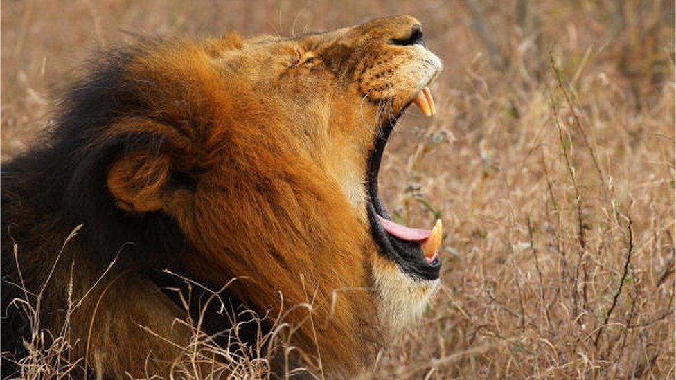 El estremecedor caso del supuesto cazador furtivo que fue devorado por una  manada de leones en Sudáfrica - BBC News Mundo