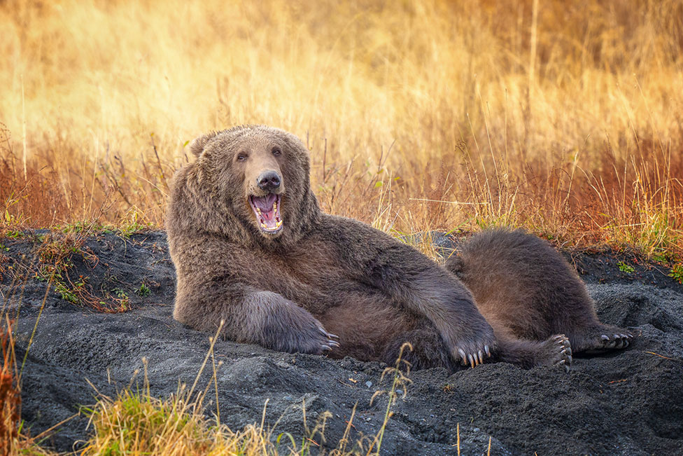Un osos pardo en Alaska