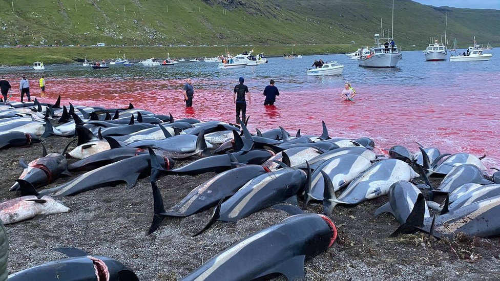 Dolphins in Faroe Islands.