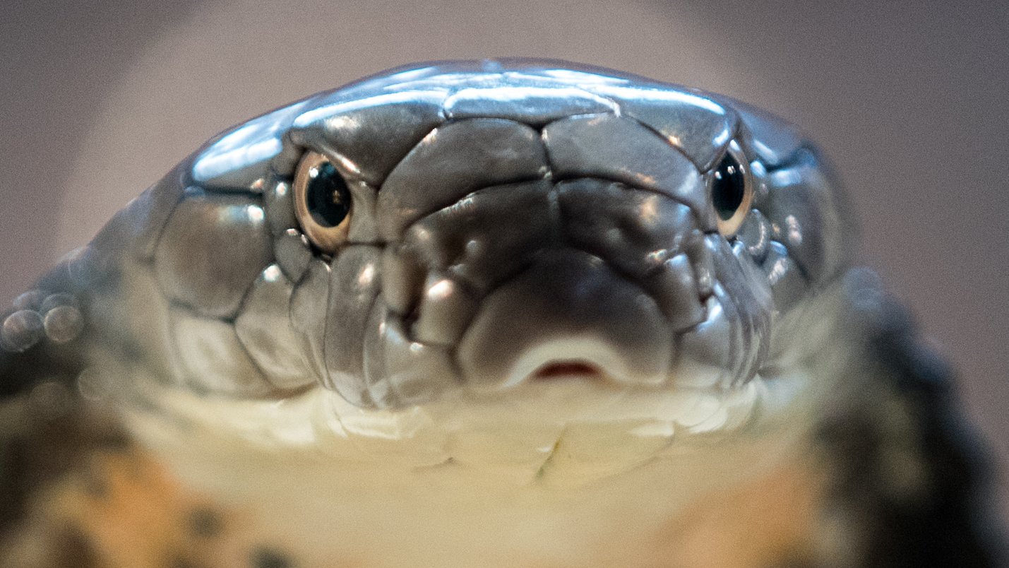 Snake joke slithers into New York Times story - BBC News