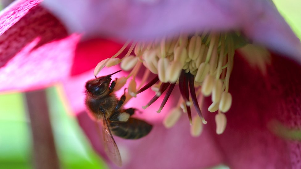 Пчелы также любят цветы морозника