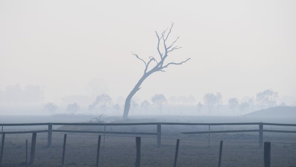 Мертвое дерево и дымка в Глен-Иннес, Новый Южный Уэльс