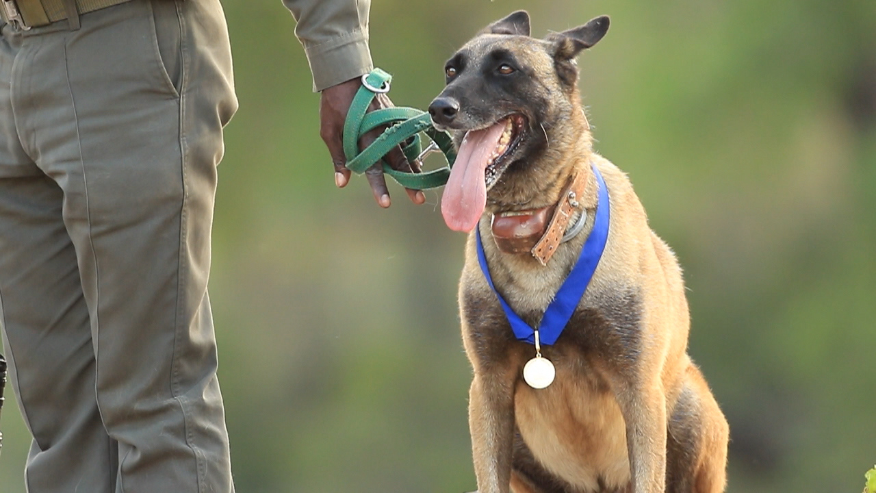 Belgian store malinois hunting