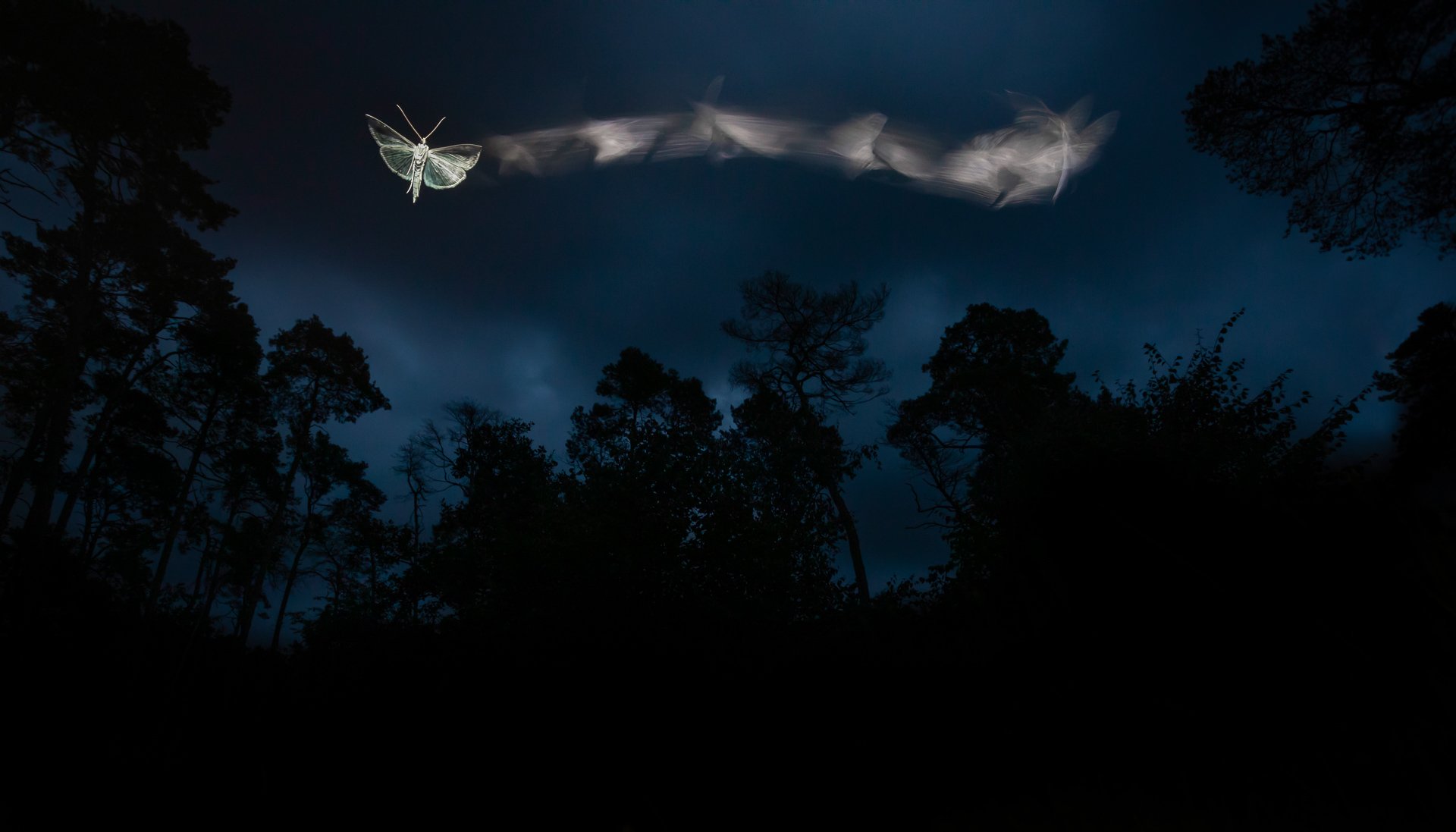 Mariposas ao entardecer no Parque Nacional ?rségi, na Hungria