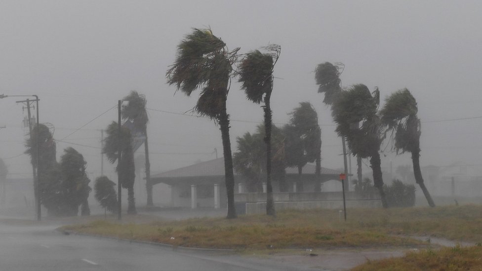 Las tormentas tropicales se convierten en huracanes cuando los vientos superan los 120 kilómetros por hora. Árboles zarandeados por las ráfagas del viento durante el huracán Harvey.