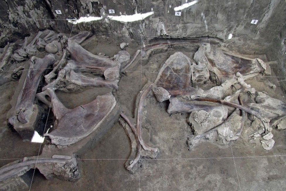 Colección de huesos de mamut en la excavación de Tultepec