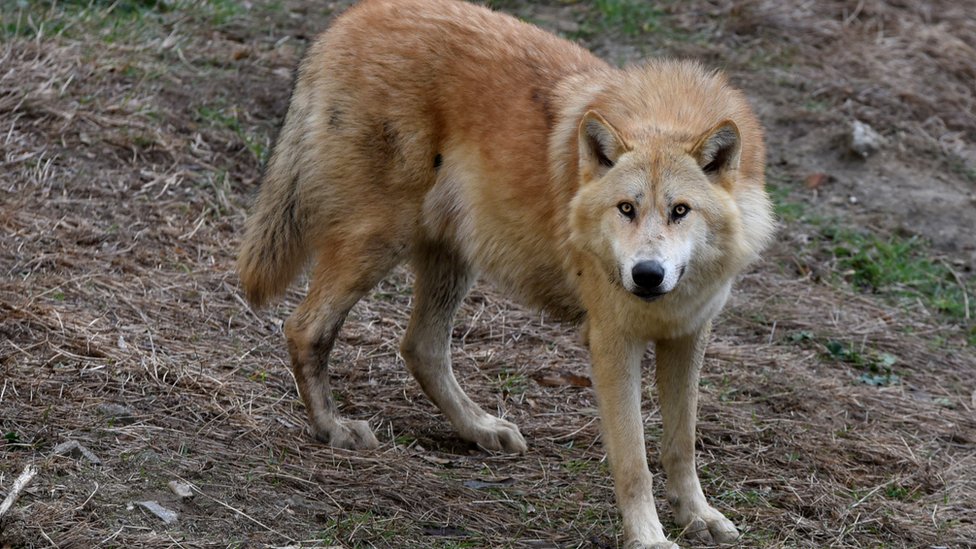 Wolf stock photo. Волк из пикселей. Волк пиксель арт. Логотип группы crywolf. Волк бит.