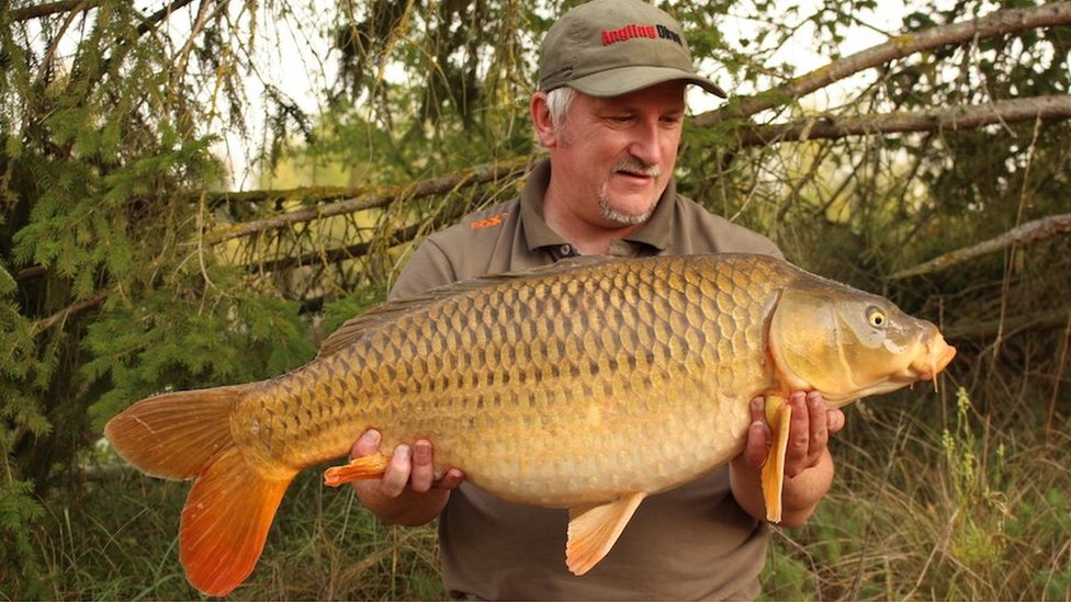 angling direct carp