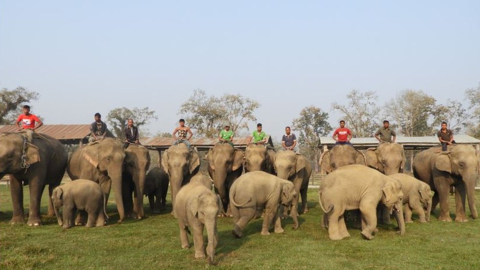 Safari elephants and their calves