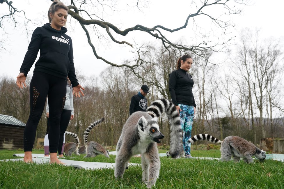 Lemuri rade s jogu s gostima hotela
