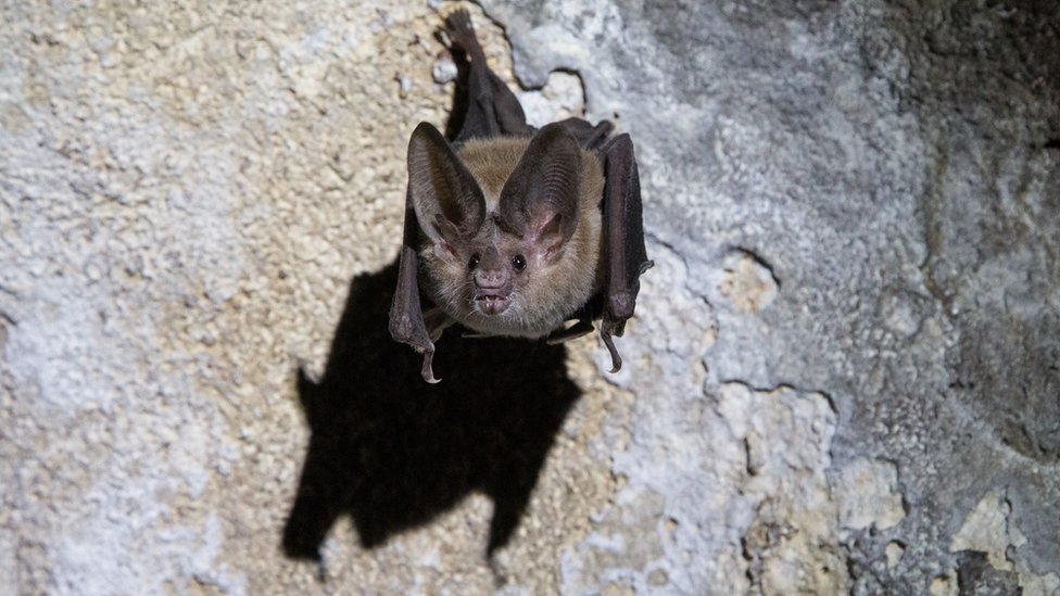 A bat pictured in a cave in Cuba