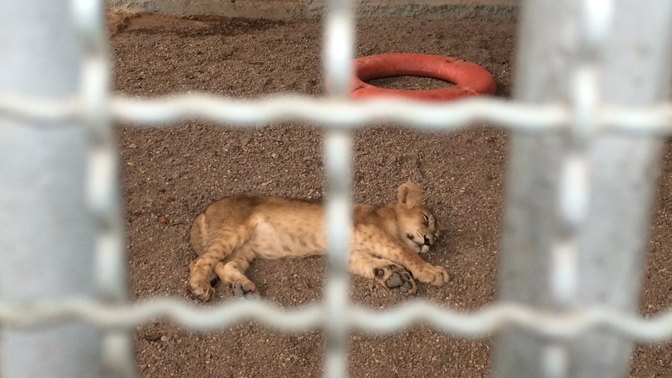 Больной львенок в спасательном центре