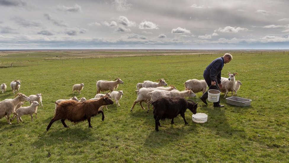 La carne de cordero es muy apetecible en Islandia. Cordero