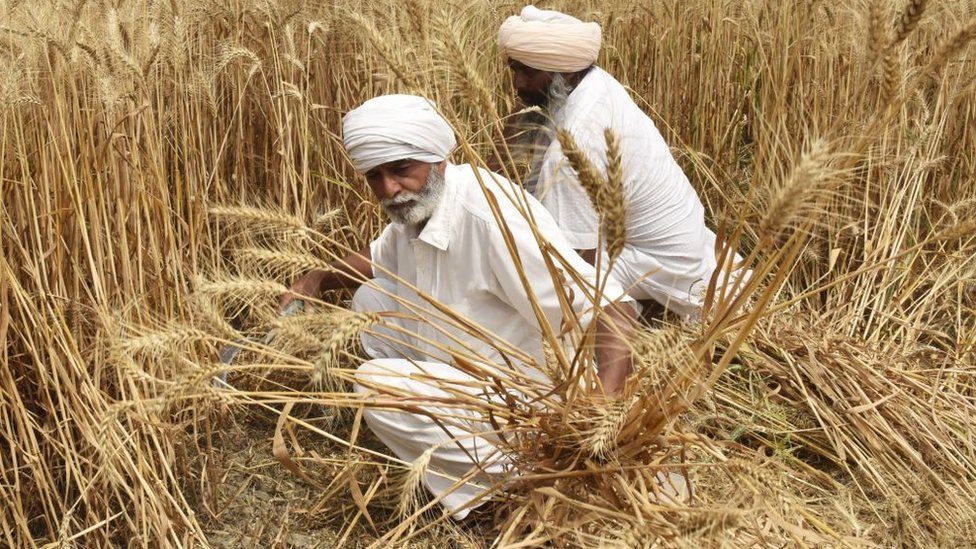 印度旁遮普邦阿姆利則市郊農民在人手收割小麥（12/4/2022）