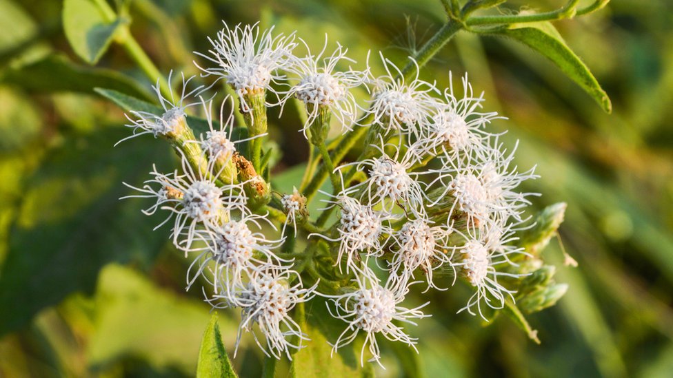 Algunas plantas exóticas, como la Chromolaena odorata, tienen un sabor muy desagradable, y por eso los animales no las comen. Chromolaena odorata