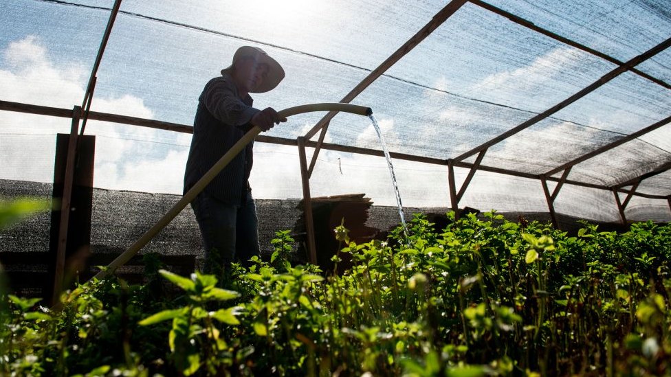 ITS es un grupo radical que busca proteger el medio ambiente. Cultivo