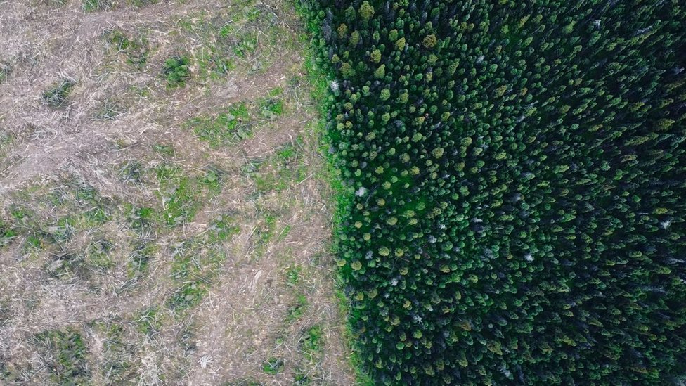 Imágen de un dron que muestran bosque talado