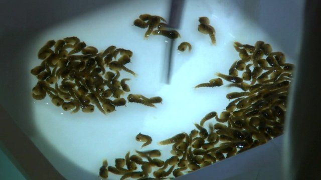 Mosquito's being produced in a laboratory