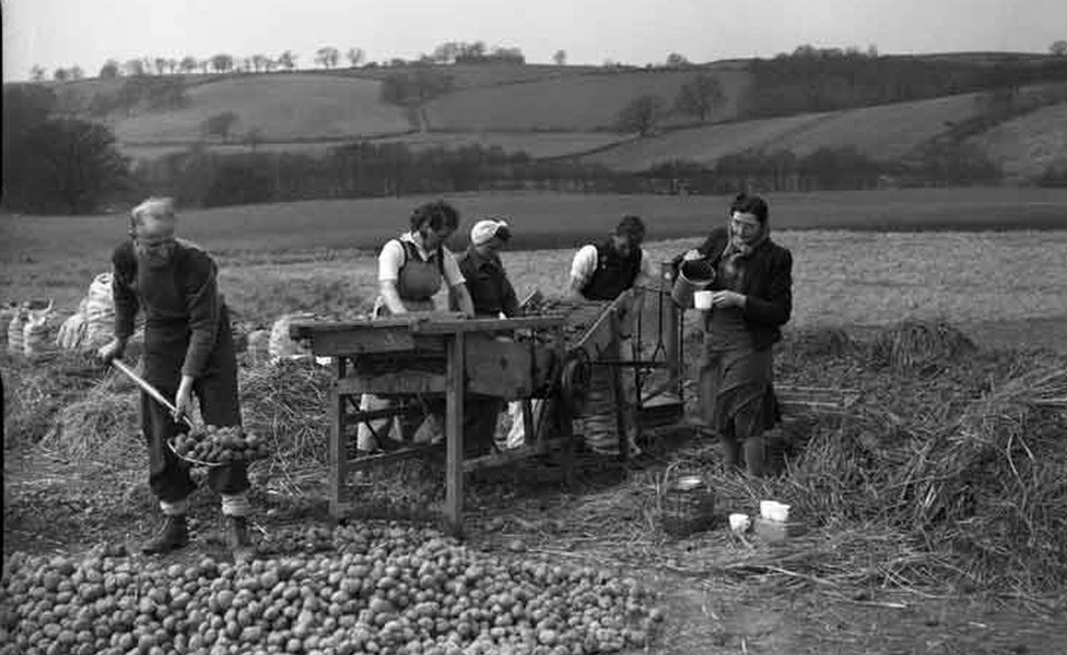 Сельскохозяйственные рабочие в Камберленде, Англия, 1947 г.