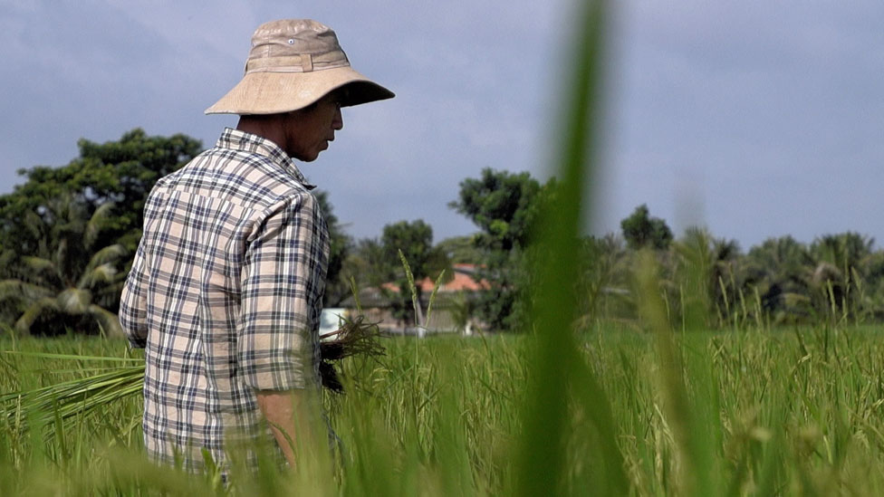 Phan Thi Hang, a farmer in Vietnam's Ben Tre province