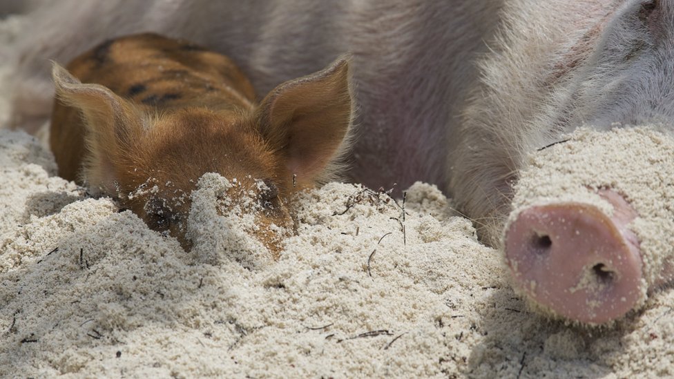 Además de nadar... descansar. Cerda con cría durmiendo en la playa