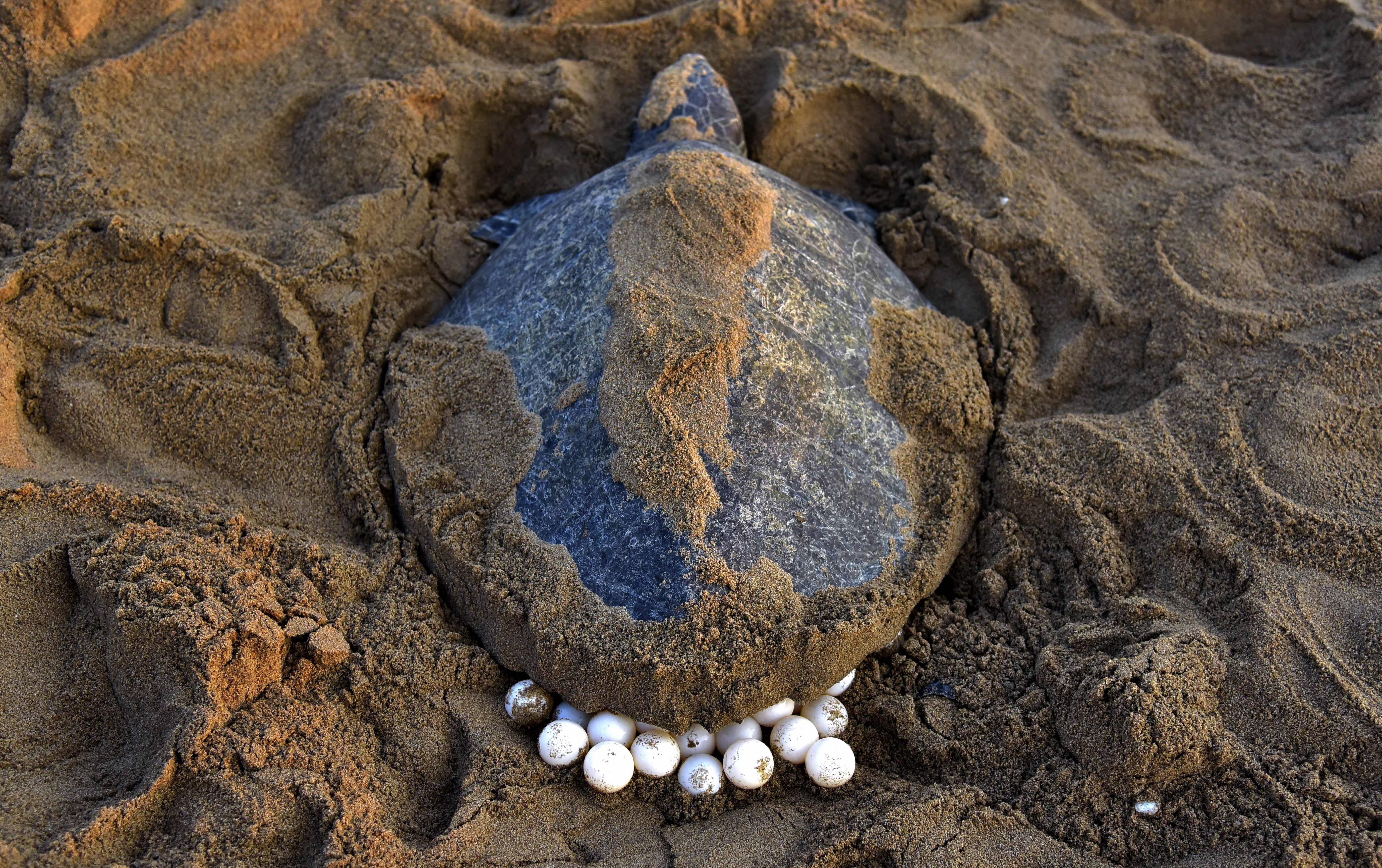 Turtle hatching minecraft image