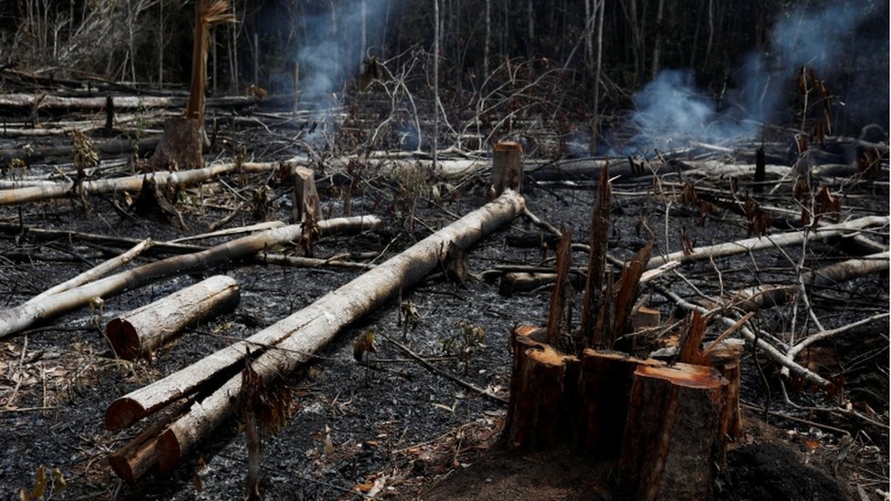 Troncos quemados en el Amazonas.