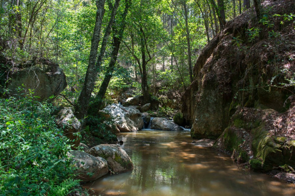 Bosque en México