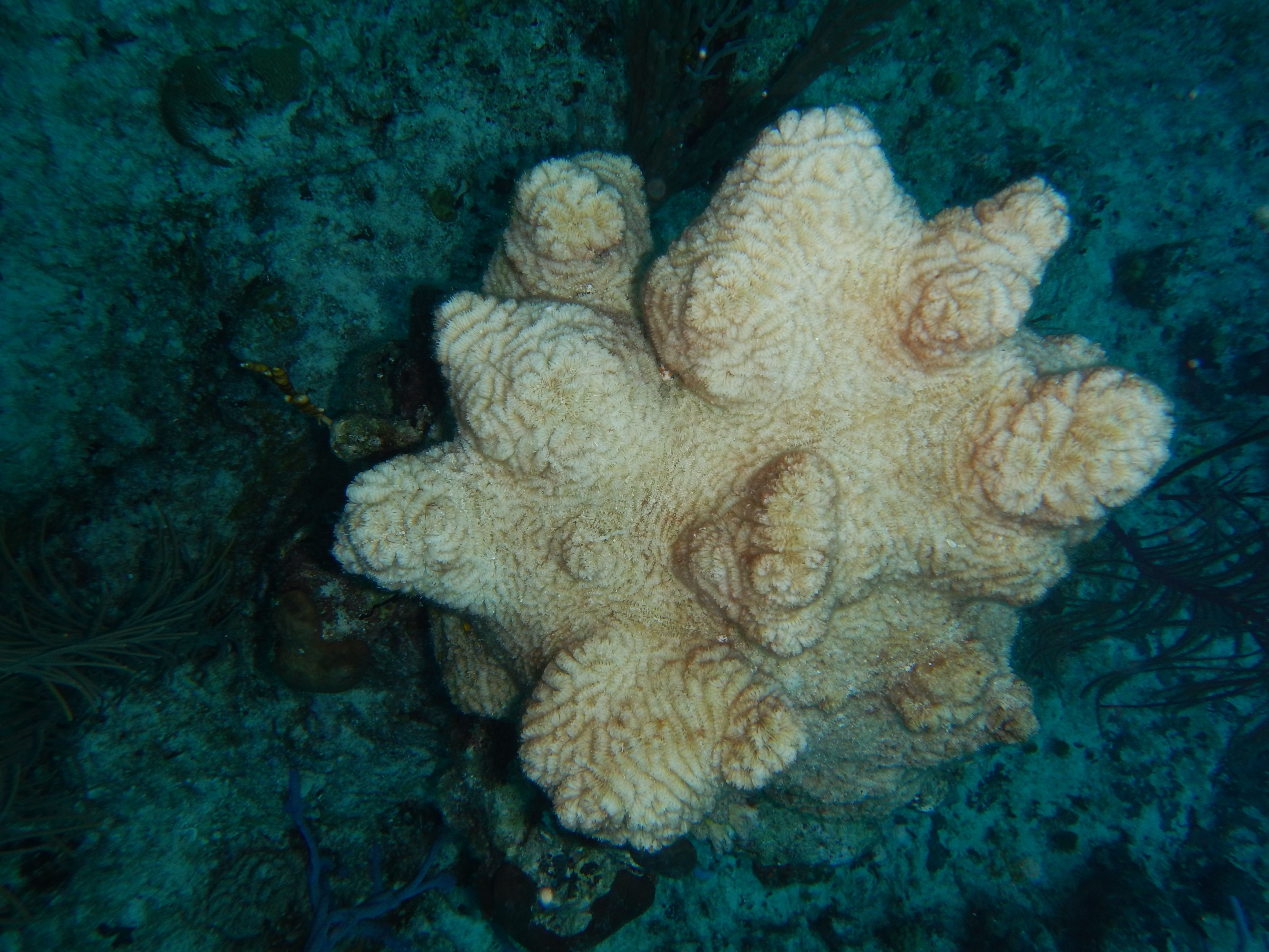 Мертвый коралл в лабиринте в Вест-Кайкосе