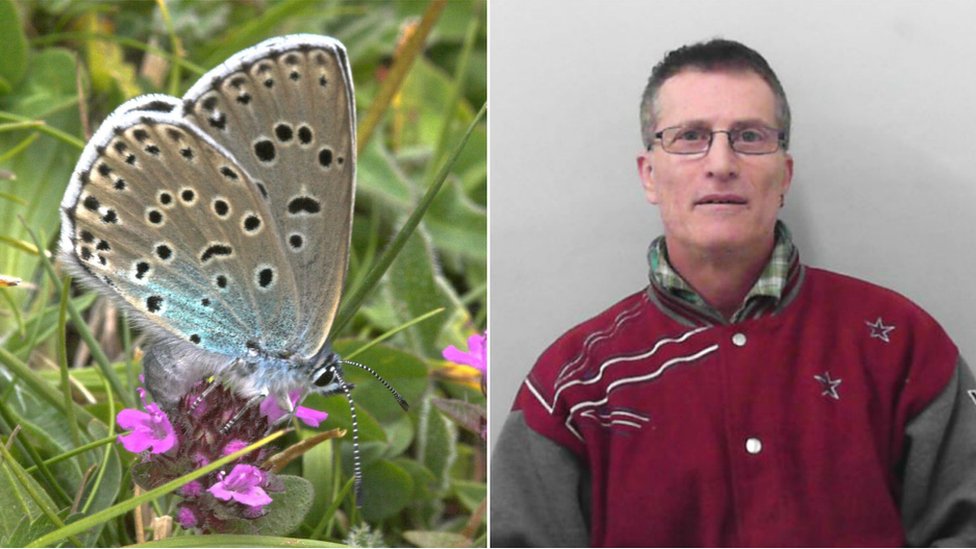 Составное изображение Филипа Каллена и Большой голубой бабочки