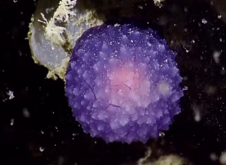 Strange purple sea creatures found in deep ocean trenches - BBC News