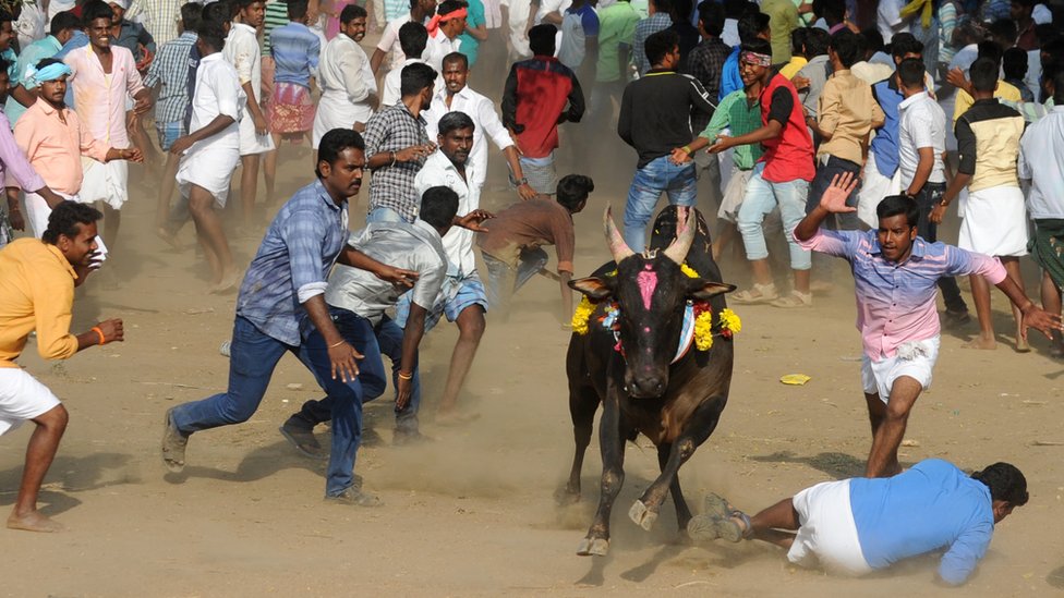 Бык прорывается сквозь толпу индийских участников и прохожих во время Джалликатту, ежегодного ритуала боя быков, на окраине Мадурая 15 января 2017 г.