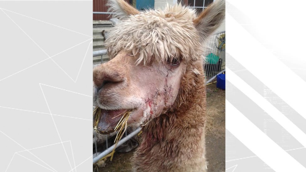 Alpacas injured in New Forest dog attack BBC News