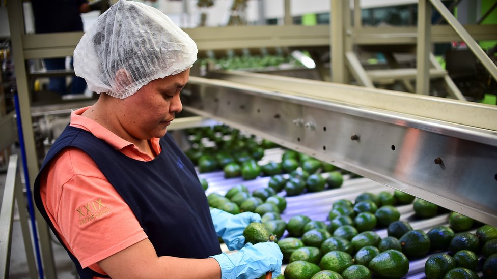 Сотрудник работает на заводе по упаковке авокадо в муниципалитете Уруапан, штат Мичоакан, Мексика, 19 октября 2016 г.