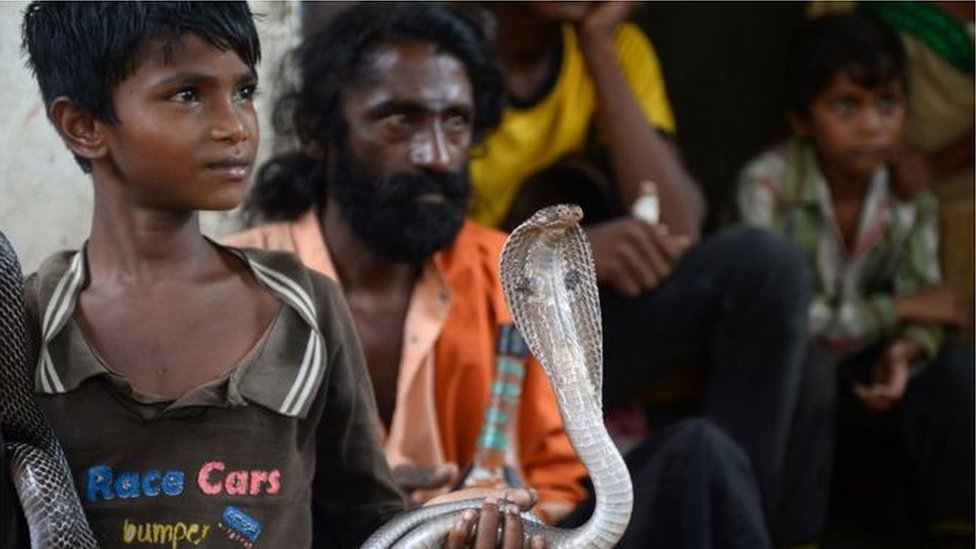 印度眼鏡蛇通常在天黑後攻擊人畜，並引起內出血，需要立即就醫。