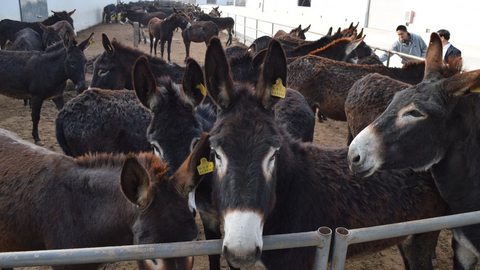 En China ha descendido la población de burros en un 46% entre 1991 y 2014 Burros en CHina