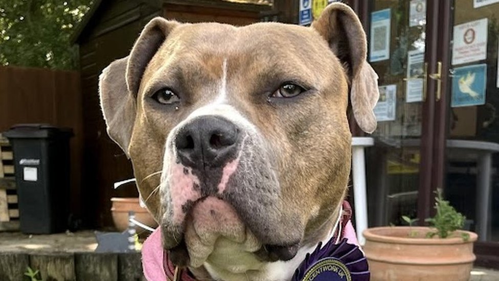 Are American Bulldogs Banned In Ontario