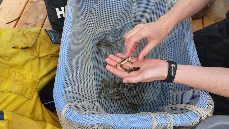 Los biólogos examinan peces pequeños que viven en el lago donde se lleva a cabo el experimento Boreal. Un biólogo con peces en la mano