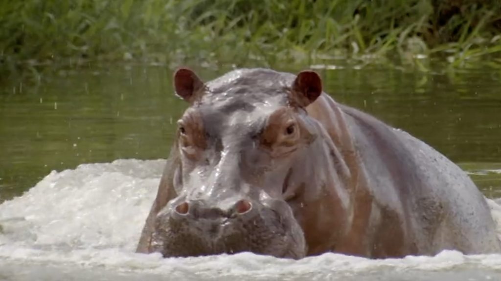 Castrating Pablo Escobar's hippos